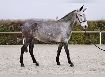 Muildier, Merrie, 7 Jaar, 155 cm, Schimmel