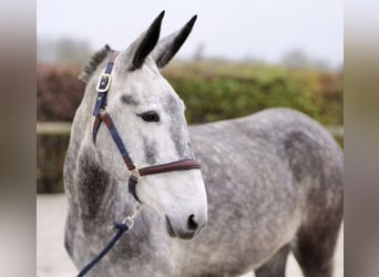 Muildier, Merrie, 7 Jaar, 155 cm, Schimmel