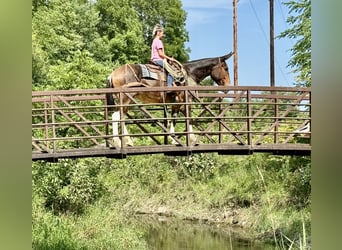 Muildier, Merrie, 7 Jaar, 163 cm, Roodbruin