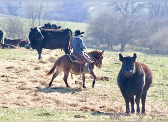 Muildier, Merrie, 7 Jaar, 97 cm, Roodbruin