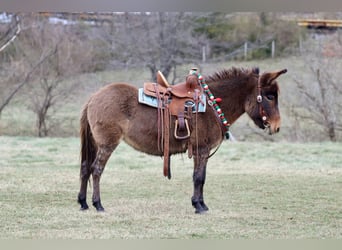 Muildier, Merrie, 7 Jaar, 97 cm, Roodbruin