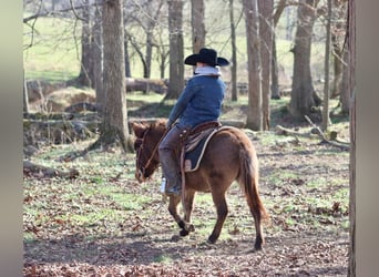 Muildier, Merrie, 7 Jaar, 97 cm, Roodbruin