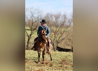 Muildier, Merrie, 7 Jaar, 97 cm, Roodbruin