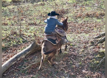 Muildier, Merrie, 7 Jaar, 97 cm, Roodbruin