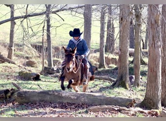 Muildier, Merrie, 7 Jaar, 97 cm, Roodbruin