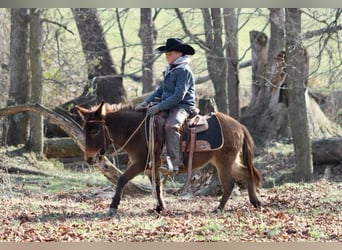 Muildier, Merrie, 7 Jaar, 97 cm, Roodbruin