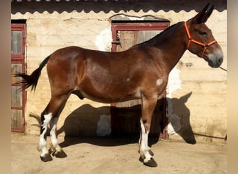 Muildier, Merrie, 7 Jaar, Roodbruin