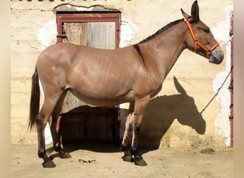 Muildier, Merrie, 7 Jaar, Roodbruin