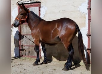 Muildier, Merrie, 7 Jaar, Roodbruin