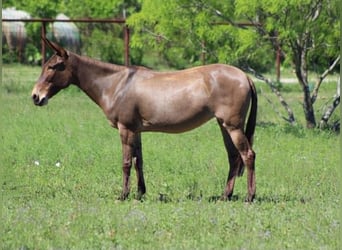 Muildier, Merrie, 8 Jaar, 132 cm, Grullo
