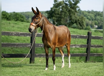 Muildier, Merrie, 8 Jaar, 137 cm, Roodbruin