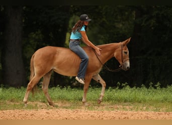 Muildier, Merrie, 8 Jaar, 147 cm, Red Dun