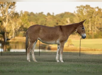 Muildier, Merrie, 8 Jaar, 147 cm, Red Dun