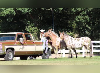 Muildier, Merrie, 8 Jaar, 155 cm, Appaloosa
