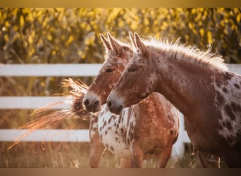 Muildier, Merrie, 8 Jaar, 155 cm, Appaloosa