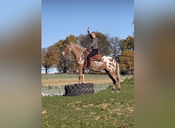 Muildier, Merrie, 8 Jaar, 155 cm, Appaloosa