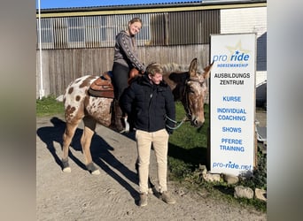 Muildier, Merrie, 8 Jaar, 155 cm, Appaloosa