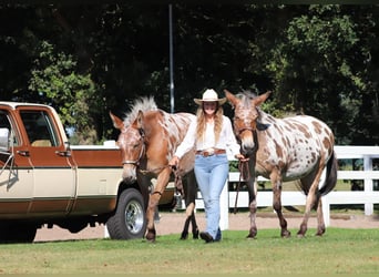 Muildier, Merrie, 8 Jaar, 155 cm, Appaloosa