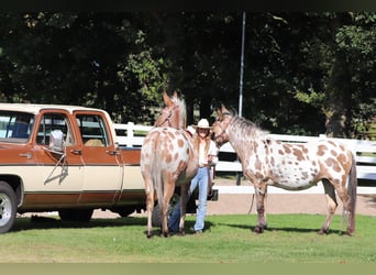 Muildier, Merrie, 8 Jaar, 155 cm, Appaloosa