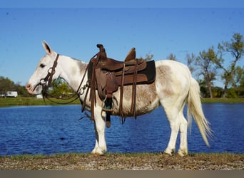 Muildier, Merrie, 8 Jaar, 81 cm, Schimmel