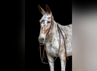 Muildier, Merrie, 8 Jaar, Roodbruin