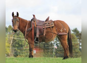 Muildier, Merrie, 9 Jaar, 137 cm, Red Dun