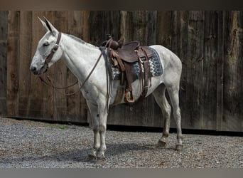 Muildier, Merrie, 9 Jaar, 152 cm, Schimmel