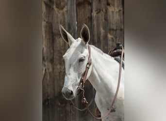 Muildier, Merrie, 9 Jaar, 152 cm, Schimmel