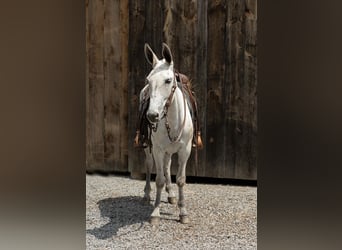 Muildier, Merrie, 9 Jaar, 152 cm, Schimmel