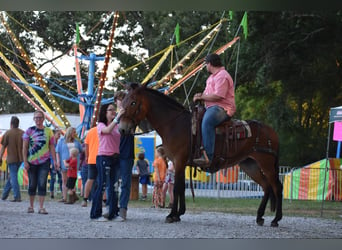 Muildier, Merrie, 9 Jaar, 157 cm, Roodbruin