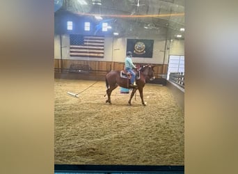 Muildier, Merrie, 9 Jaar, 163 cm, Roodvos