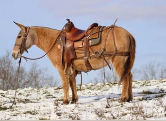 Muildier, Merrie, 9 Jaar, Falbe