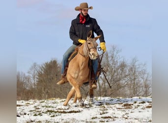 Muildier, Merrie, 9 Jaar, Falbe