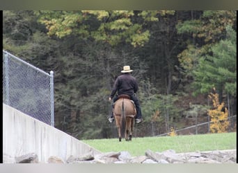 Muildier, Merrie, 9 Jaar, Red Dun