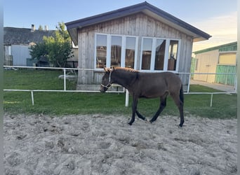 Muildier, Merrie, Veulen (05/2025), 140 cm, Donkerbruin