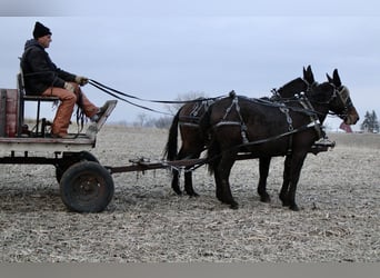 Muildier, Ruin, 10 Jaar, 142 cm, Donkerbruin