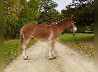 Muildier, Ruin, 10 Jaar, 142 cm, Roodvos