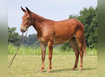 Muildier, Ruin, 10 Jaar, 147 cm, Roodvos