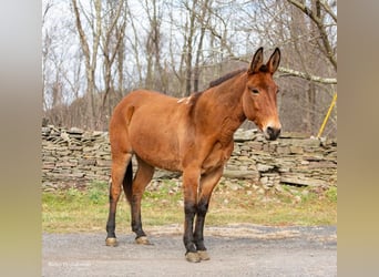 Muildier, Ruin, 11 Jaar, 150 cm, Falbe