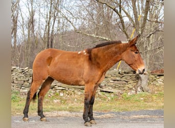 Muildier, Ruin, 11 Jaar, 150 cm, Falbe