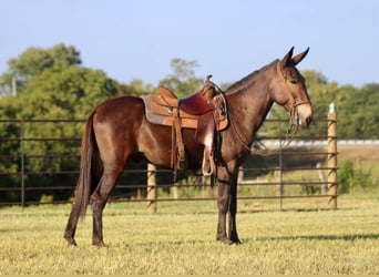 Muildier, Ruin, 11 Jaar, 152 cm, Roodbruin