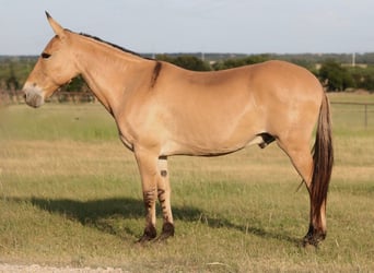 Muildier, Ruin, 11 Jaar, Falbe