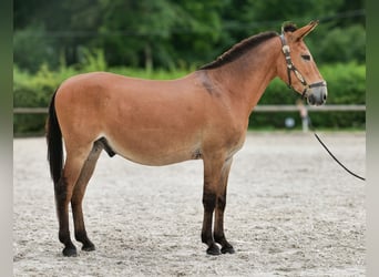 Muildier, Ruin, 12 Jaar, 145 cm, Bruin