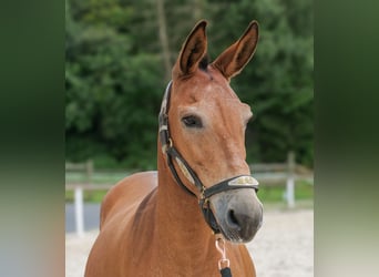 Muildier, Ruin, 12 Jaar, 145 cm, Bruin