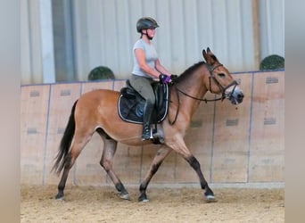 Muildier, Ruin, 12 Jaar, 145 cm, Bruin