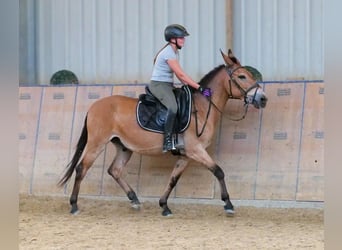 Muildier, Ruin, 12 Jaar, 145 cm, Bruin