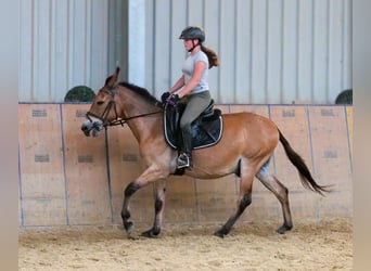 Muildier, Ruin, 12 Jaar, 145 cm, Bruin
