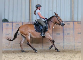 Muildier, Ruin, 12 Jaar, 145 cm, Bruin