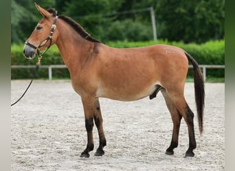 Muildier, Ruin, 12 Jaar, 145 cm, Bruin