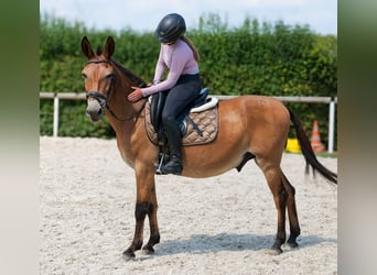 Muildier, Ruin, 12 Jaar, 145 cm, Bruin